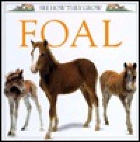 Image of Anak Kuda: Foal