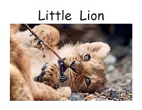 Image of Little Lion