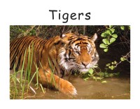 Image of Tigers