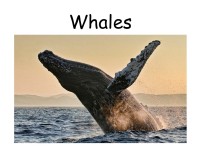 Image of Whales