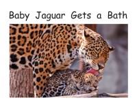 Image of Baby Jaguar Gets a Bath