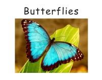 Image of Butterflies