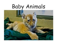 Image of Baby Animals
