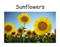Image of Sunflowers